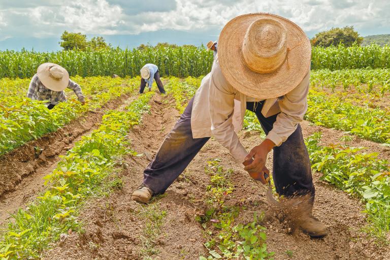 Organismos solicitan al gobierno federal opciones de financiamiento para la producción de alimentos en las zonas productivas