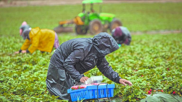 Field,Workers,In,Raincoats,Picking,Stawberries