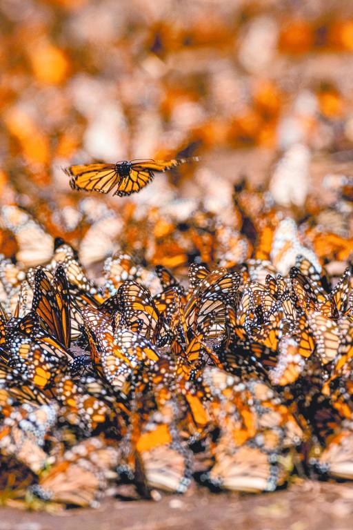 Al conservar nuestros bosques y océanos protegemos la biodiversidad y una fuente de vida de incalculable valor. Ejemplo: las Mariposas Monarca, en el Santuario El Rosario, Michoacán  foto: david muñiz, x-photographer de fujifilm (lente xf 150 - 600 f5.6-8)