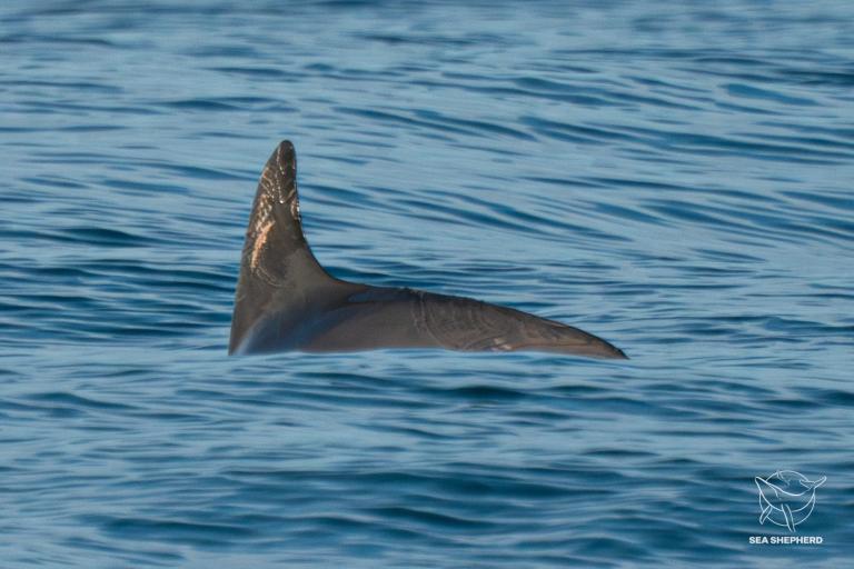 Una expedición de la organización Sea Shepherd detectó poco más de una docena de vaquitas marinas, incluyendo crías en el Golfo de California. Foto: Reuters