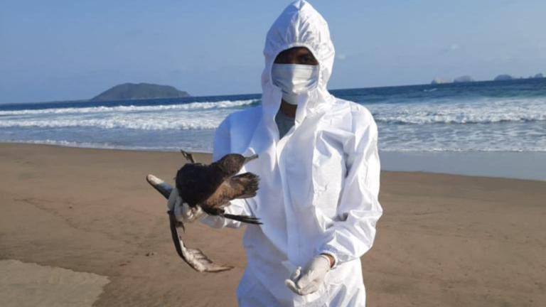 Técnico de Senasica sostiene un pájaro muerto en costas del Pacífico el gobierno afirma que la muerte de cientos de aves fue probablemente causada por el fenómeno climático de El Niño. Foto vía Reuters