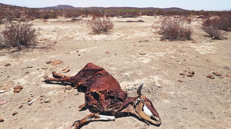 La fuerte sequ�a en Ramos Arizpe, Coahuila, ha provocado la muerte de decenas de vacas por falta de agua.