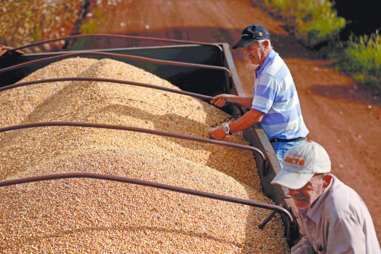 La producción de maíz en Brasil llegará a su mayor cantidad en su historia. Foto: Reuters