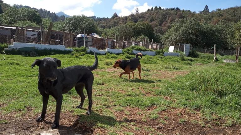 Sombra y Orejón, perros del albergue Huellitas Amecameca, en el Estado de México. Foto: Cortesía.