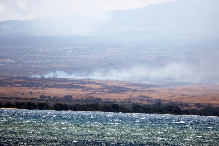 Según los científicos, los mortíferos incendios forestales del mes pasado en Hawai fueron provocados por gramíneas invasoras inflamables, traídas de África como pasto para el ganado.