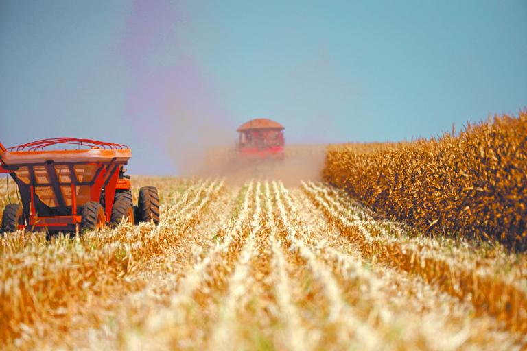 Tras dos años de precios elevados del maíz, también se fueron elevando los costos de producción. Foto: Reuters