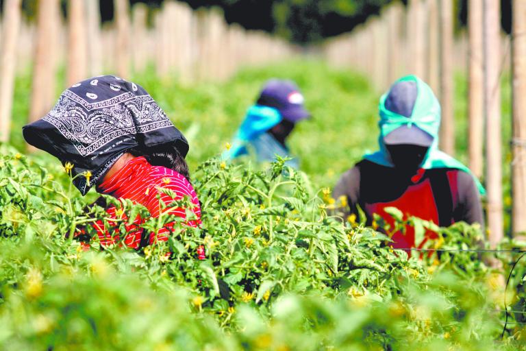 Los precios agrícolas no se ven muy alentadores para los productores mexicanos. Foto: Reuters