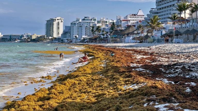 El sargazo no sólo es un problema de los hoteleros. Es un problema ambiental que está impactando en la pérdida de la competitividad del destino. Foto: AFP.