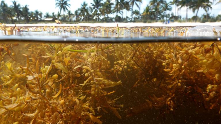 Huge Mass Of Sargassum Seaweed Floats To Key West Beaches