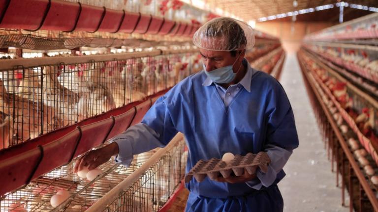 Pablo Sherwell, analista de Rabobank, afirmó que existen grandes oportunidades para los avicultores del país. Foto EE: Cortesía Sader