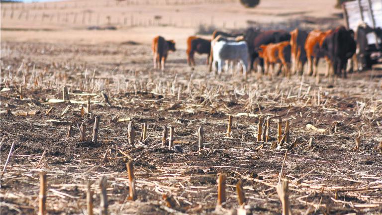 CARICHI, CHIHUAHUA, 18ENERO2012.- La sequia se esta presentando en toda la region de la sierra, donde las perdidas fueron totales por falta de lluvias, ya que tiene un aÒo sin llover. El ganado presenta cuadro de desnutricion por falta de comida.FOTO: NACHO RUIZ/CUARTOSCURO,COM