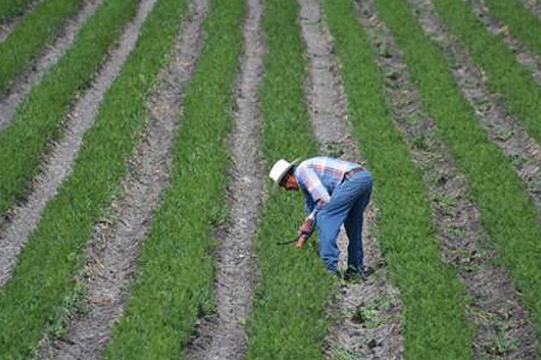 Se estima que 60% de los terrenos necesarios para el crecimiento de las ciudades está en manos de ejidos y comunidades agrarias. Foto: Especial.