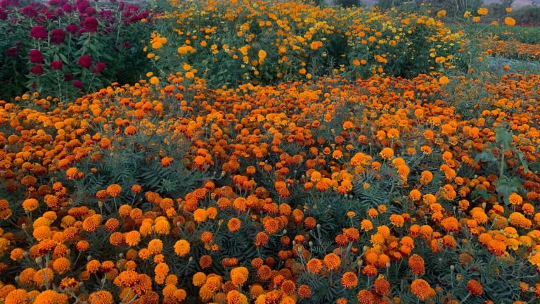 Campo de cempasúchil en Santa Catarina de Minas, Oaxaca. Foto: Francisco de Anda