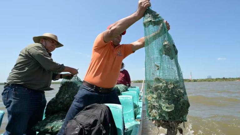 Cultivo de ostión en canastas flotantes de Tabasco (ejemplo de economía azul en México). Foto EE: Cortesía Archivo Fotográfico Endesu.