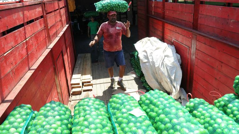 Productores de limón en Michoacán. Foto: Reuters