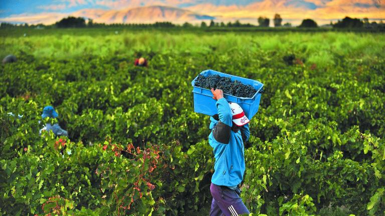 Mendoza,,Argentina,,-,March.,4.,2013:,Purple,Red,Grapes,Harvested