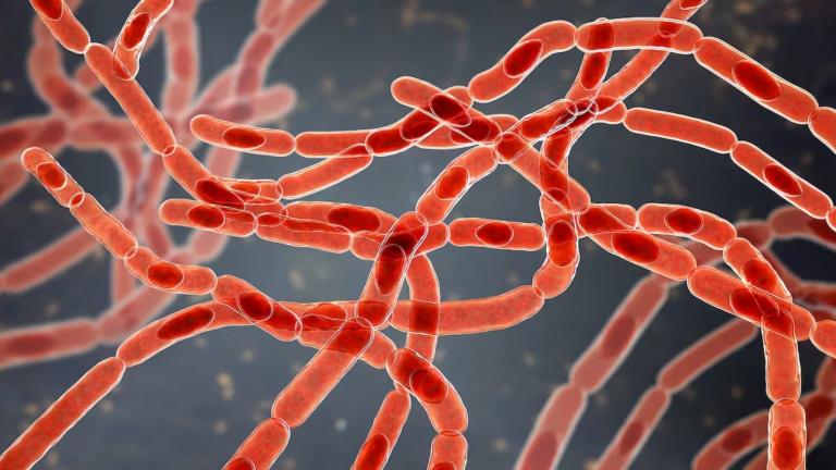 Bacterias ‘Bacillus anthracis’, las causantes de la enfermedad del ántrax. Foto: Shutterstock.