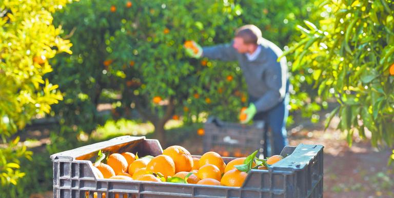 México podría producir 4 millones 870,000 toneladas de naranja, mientras que la producción de limones será de 2 millones 950,000 toneladas.