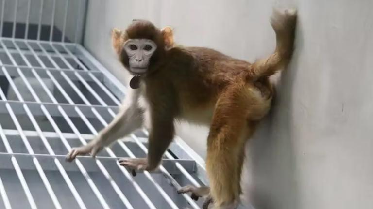 El mono clonado, con 17 meses de edad. Foto EE: Cortesía Nature.