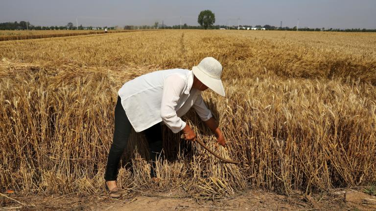 Un agricultor cosecha trigo en el condado de Wei de Handan, provincia de Hebei, China. Foto: Reuters / Archivo.