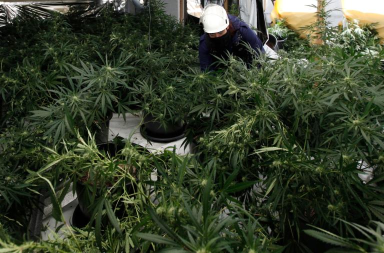 Desde un punto de vista jurista, la legalización de la marihuana conlleva la posibilidad de ayudar a muchos enfermos. Foto: Reuters.