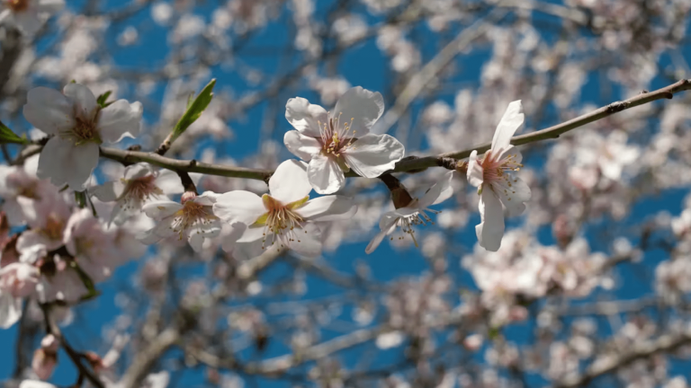 Se ha detectado que algunas especies han adelantado la apertura de las flores. Este cambio tiene diferentes consecuencias. Foto: Shutterstock