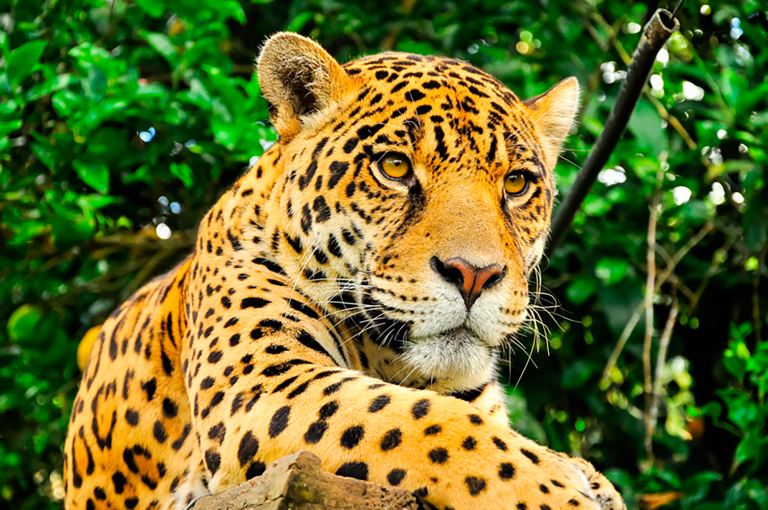 En 2018 se registarron 4,800 jaguares en México. Foto EE: Especial