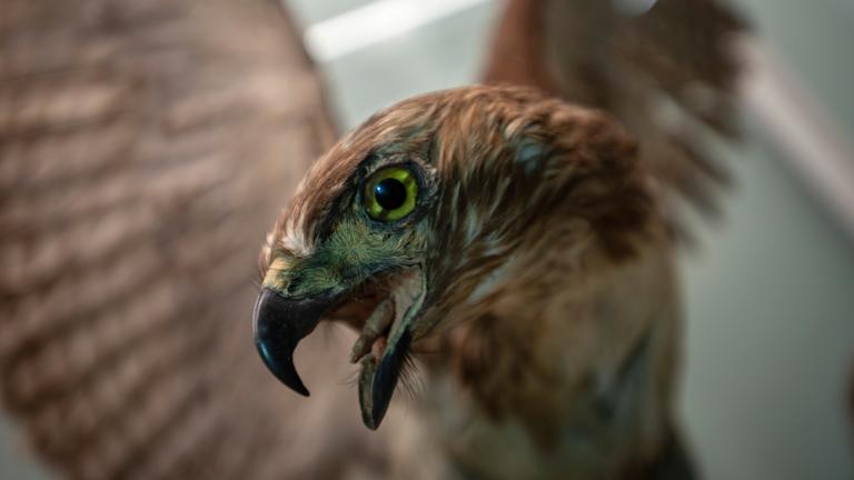 "Dinosaurios entre nosotros", en el Museo Universum. Foto EE: Nelly Toche