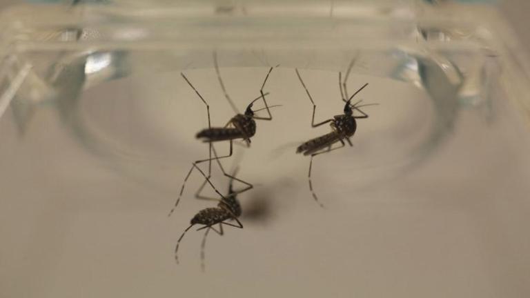 El dengue se transmite por la picadura del mosquito Aedes aegypti.