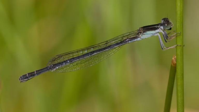  Las hembras de la especie de caballito del diablo Ischnura hastata presentan reproducción asexual solo en las islas Azores. Foto EE: Cortesía Adolfo Cordero