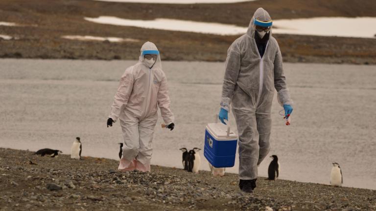 Científicos detectan Gripe Aviar en la Antártida. Foto: Reuters.