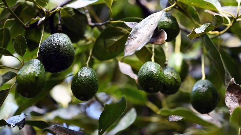 Producción de aguacate en Michoacán. Foto: AFP.