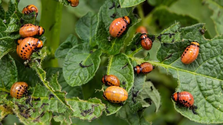 El escarabajo de la patata, una plaga en Europa, viajó como polizón hasta Burdeos (Francia) durante la Primera Guerra Mundial. Foto: Shutterstock