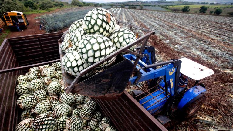 Cosecha de agave, para destilar y producir Tequila. Foto: AFP.