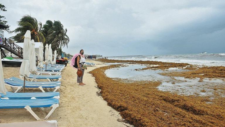 En los primeros cuatro meses del año, la Marina informó que han recolectado 950 toneladas de sargazo. Foto: Especial