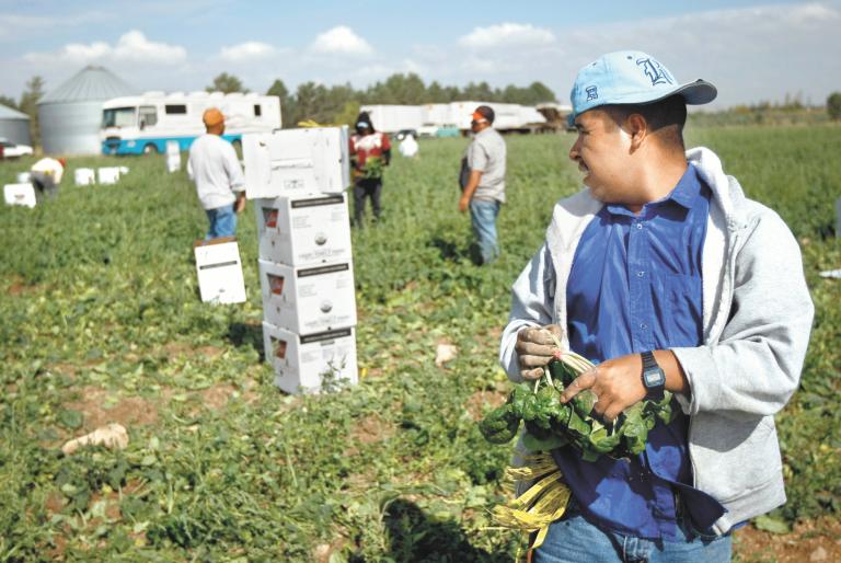 Los migrantes figuran entre las fuerzas laborales más flexibles, móviles y versátiles de EU. Foto: AFP