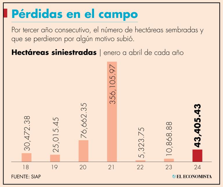 Los cultivos no lograron germinar por diversos motivos, que van desde sequía hasta plagas