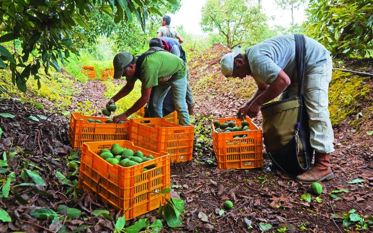 Las cooperativas inciden mucho en temas de créditos productivos, dinero que puede ser enfocado a proyectos de agricultura. Foto: Cuartoscuro