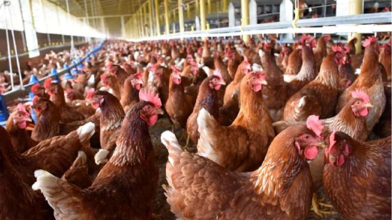 El proyecto contempla cuatro granjas que albergarán 50,000 gallinas ponedoras cada una. Foto EE: Cortesía.