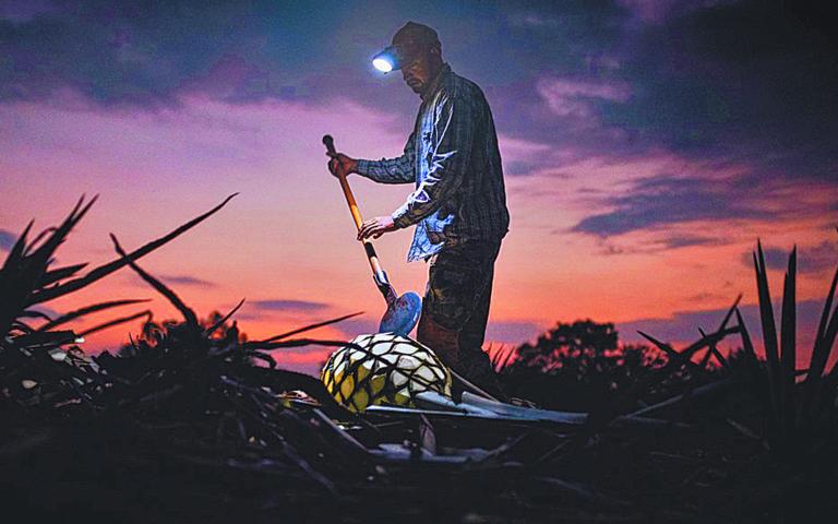 Cuidado. El uso de alternativas a los pesticidas químicos ayudan a proteger el entorno. Foto: Cortesía