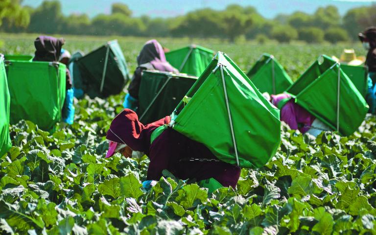 QUERETARO,QRO 05.05.14 COSECHA DE BROCOLI.