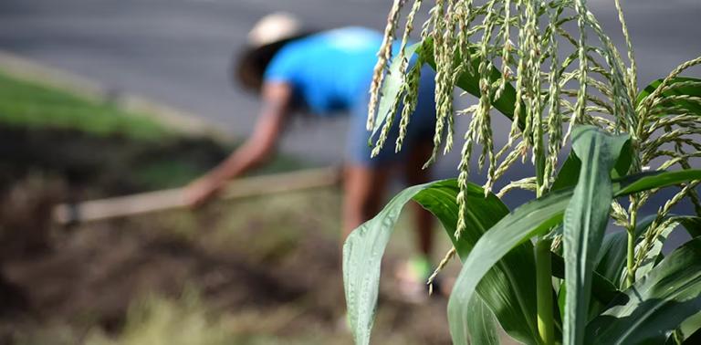 El estrés hídrico en regiones agrícolas ha llevado a una disminución significativa en la producción de alimentos. Foto: Shut