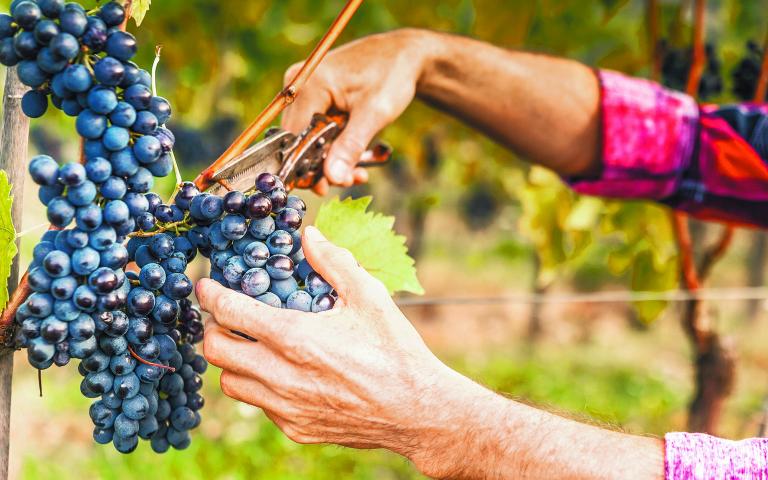 La superficie plantada de uva de mesa llegó a su nivel más bajo desde 1999. Foto Especial