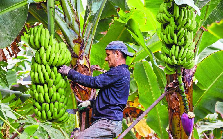 Transformación. Se han beneficiado a más de 900 productores y a cerca de 35,000 personas. Foto: Shutterstock