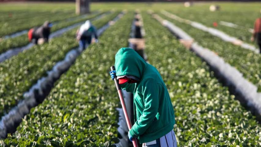 Los países de la UE han erigido sus industrias agroalimentarias apoyándose en la explotación de una mano de obra migrante. Foto: Shutterstock.