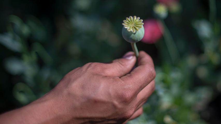 La inseguridad en México tiene su origen en el consumo de drogas en otras naciones