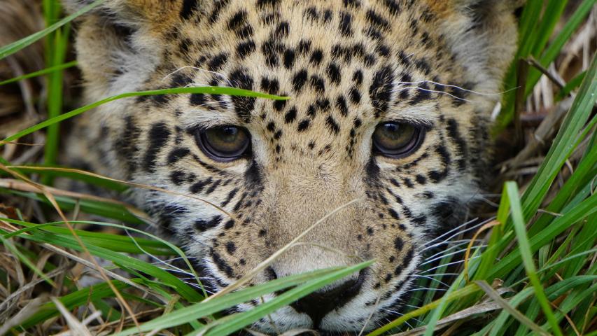 Mantener cada jaguar le cuesta a Reino Animal unos 40,000 pesos al mes. Foto: Reuters