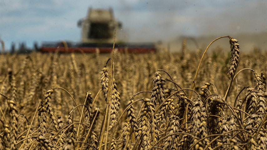 Los precios del trigo se vieron impulsados por el retraso de la cosecha de Kansas