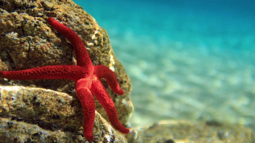 El cuerpo de la estrella de mar se corresponde con nuestra cabeza. Foto: Shutterstock.