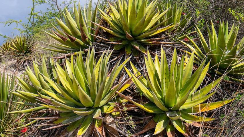 Maguey jabalí de la Finca Robles. Foto EE: Francisco de Anda.